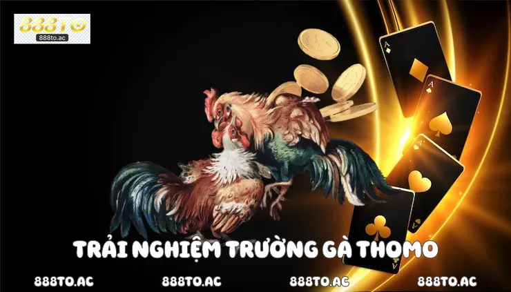 Trải nghiệm trường gà thomo 